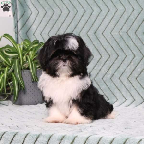 Buster, Shih Tzu Puppy